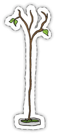 Árbol Anoréxico